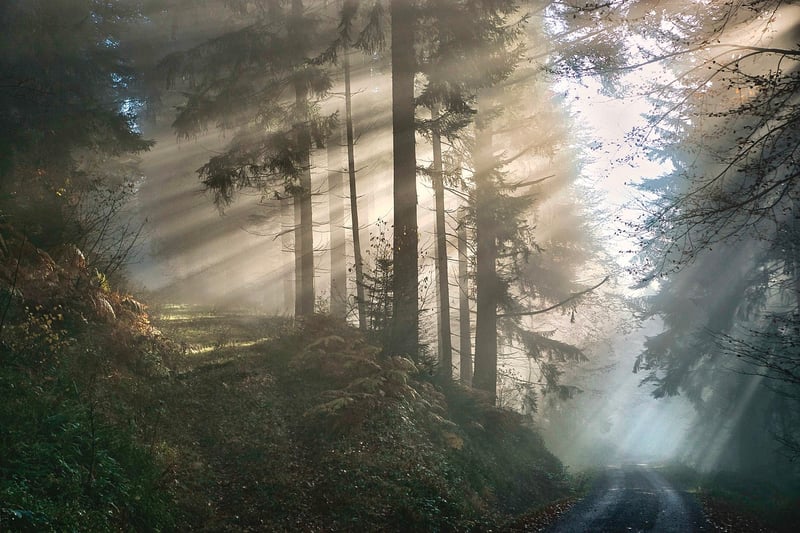 Mystical Forest