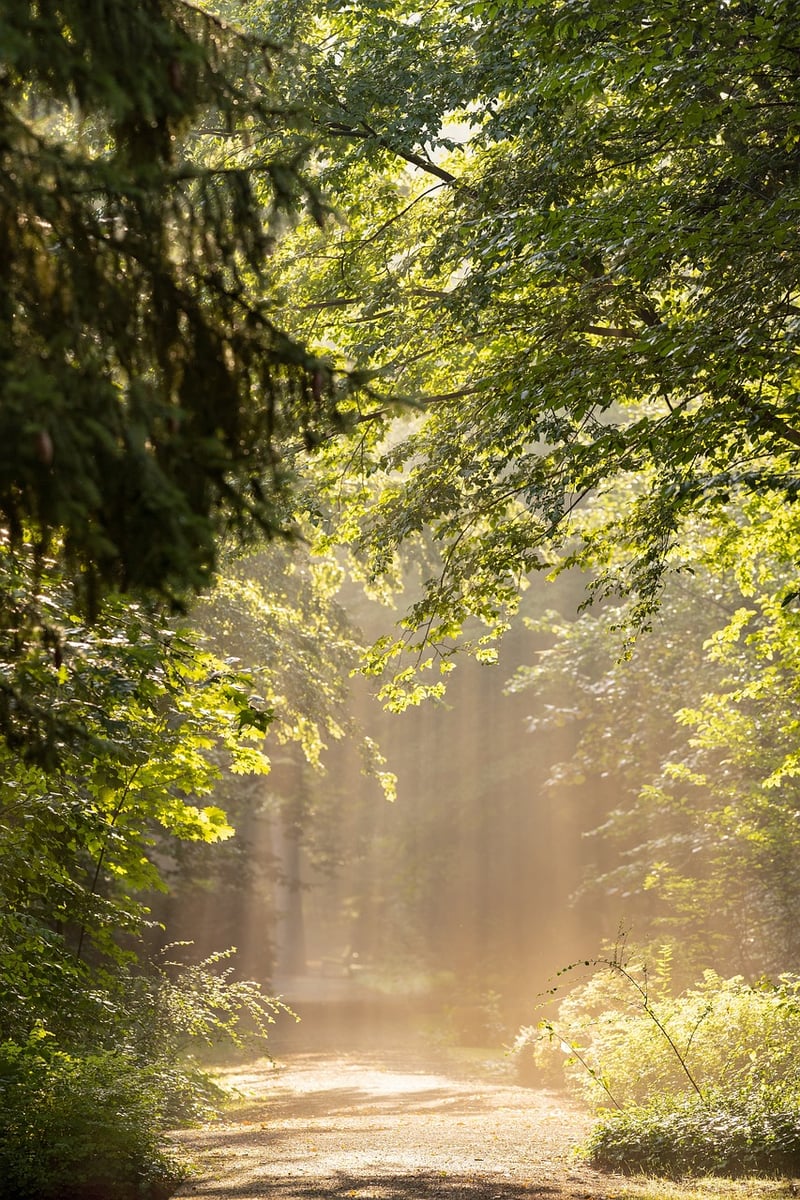 Magical Forest Retreat